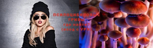 хмурый Аркадак
